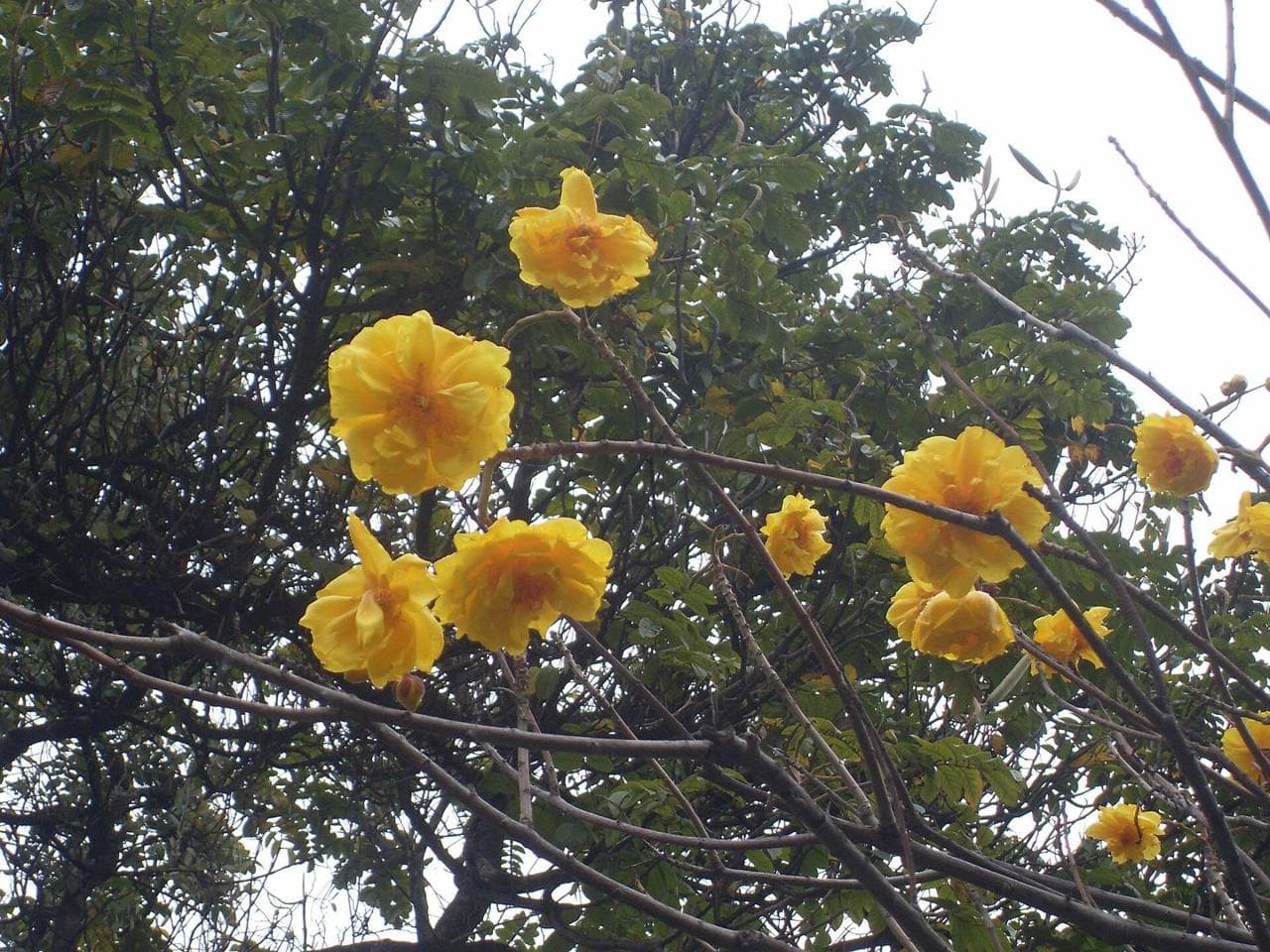 Cuernavaca (foto: Wicki)